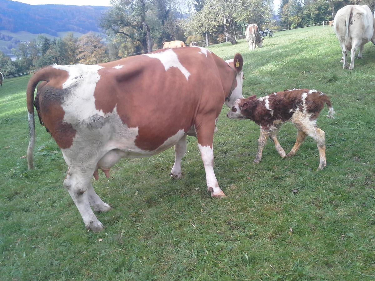 Bauernhof Kasleitner Villa Zell am Moos Exteriör bild