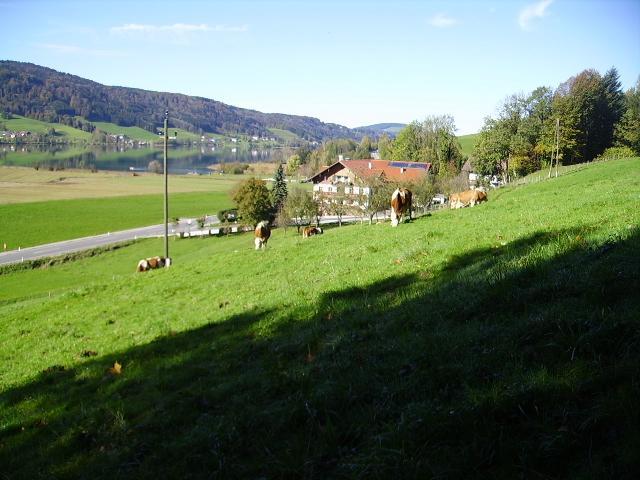 Bauernhof Kasleitner Villa Zell am Moos Exteriör bild