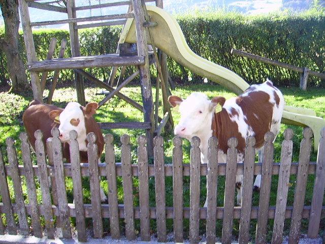 Bauernhof Kasleitner Villa Zell am Moos Exteriör bild